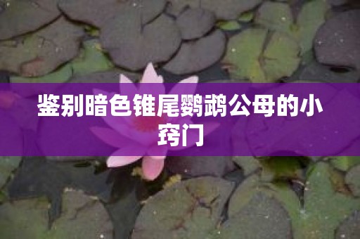 鉴别暗色锥尾鹦鹉公母的小窍门