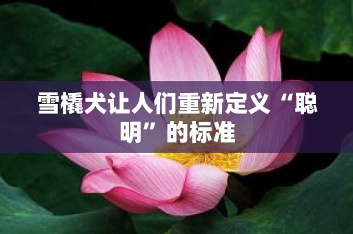 雪橇犬让人们重新定义“聪明”的标准