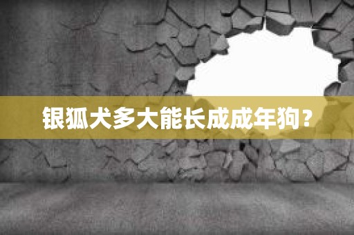 银狐犬多大能长成成年狗？