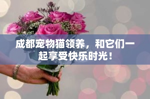 成都宠物猫领养，和它们一起享受快乐时光！