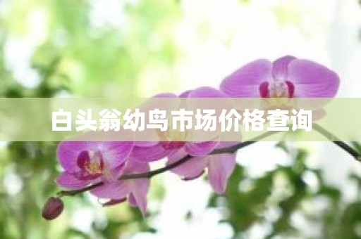 白头翁幼鸟市场价格查询