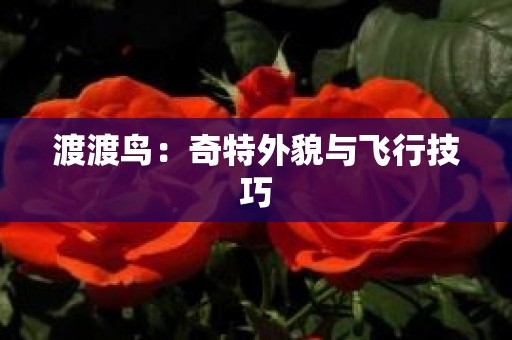渡渡鸟：奇特外貌与飞行技巧