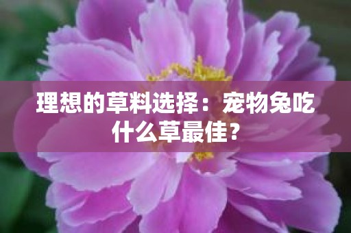 理想的草料选择：宠物兔吃什么草最佳？