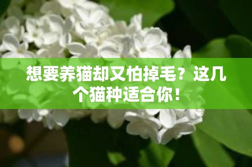 想要养猫却又怕掉毛？这几个猫种适合你！