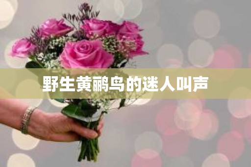 野生黄鹂鸟的迷人叫声