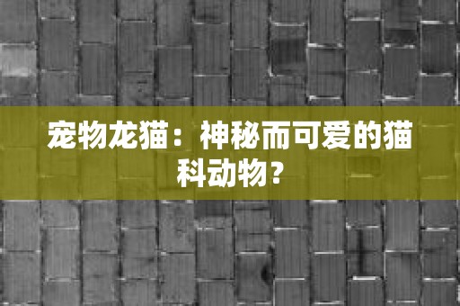 宠物龙猫：神秘而可爱的猫科动物？