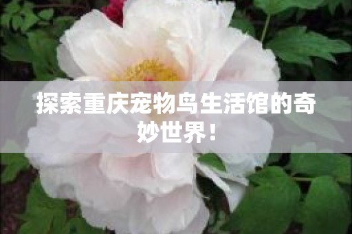 探索重庆宠物鸟生活馆的奇妙世界！