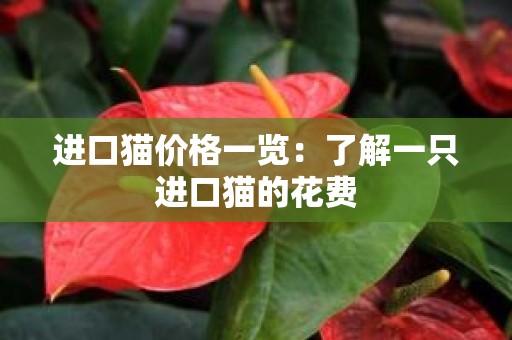 进口猫价格一览：了解一只进口猫的花费