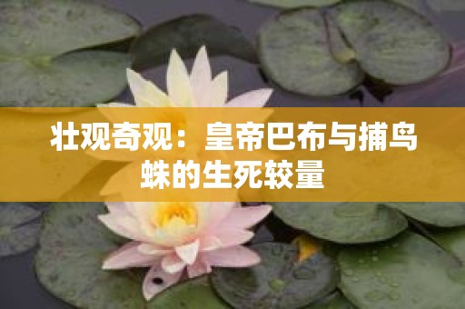 壮观奇观：皇帝巴布与捕鸟蛛的生死较量