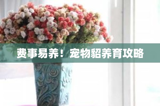 费事易养！宠物貂养育攻略