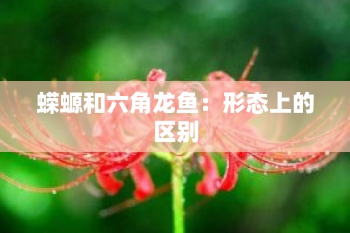 蝾螈和六角龙鱼：形态上的区别