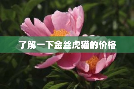 了解一下金丝虎猫的价格