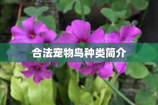 合法宠物鸟种类简介