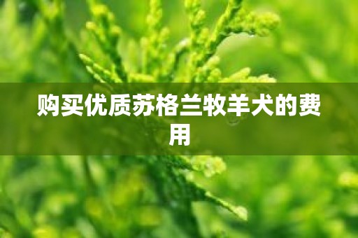 购买优质苏格兰牧羊犬的费用