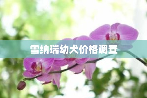 雪纳瑞幼犬价格调查