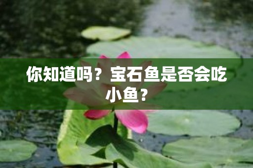 你知道吗？宝石鱼是否会吃小鱼？
