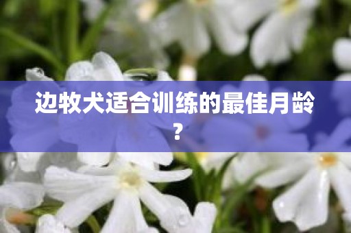 边牧犬适合训练的最佳月龄？