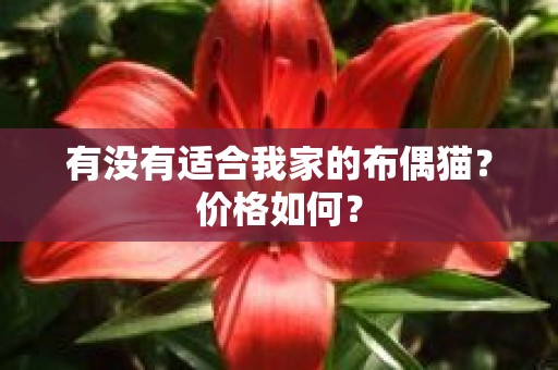 有没有适合我家的布偶猫？价格如何？