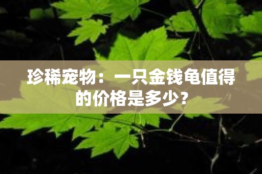 珍稀宠物：一只金钱龟值得的价格是多少？