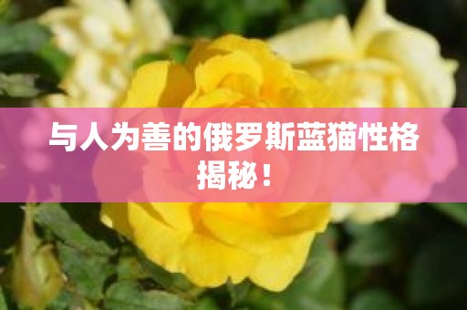 与人为善的俄罗斯蓝猫性格揭秘！