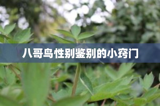 八哥鸟性别鉴别的小窍门