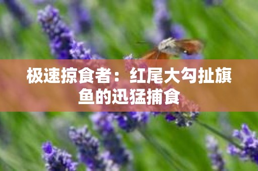 极速掠食者：红尾大勾扯旗鱼的迅猛捕食