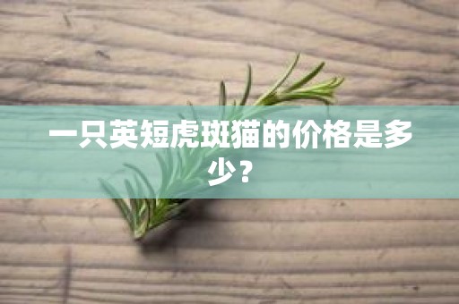 一只英短虎斑猫的价格是多少？