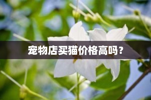 宠物店买猫价格高吗？