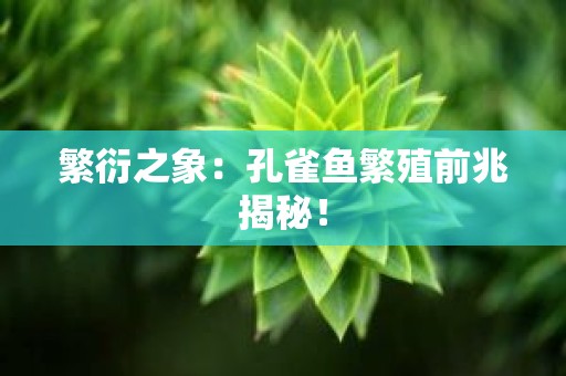 繁衍之象：孔雀鱼繁殖前兆揭秘！