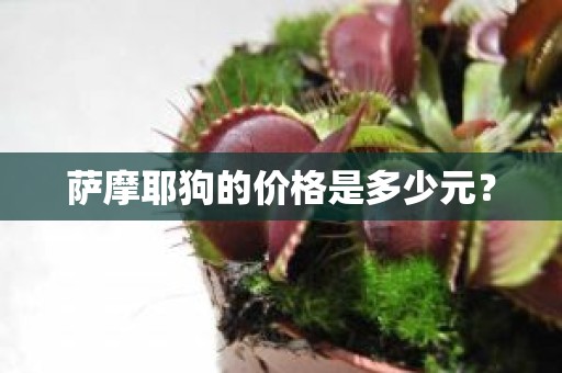 萨摩耶狗的价格是多少元？