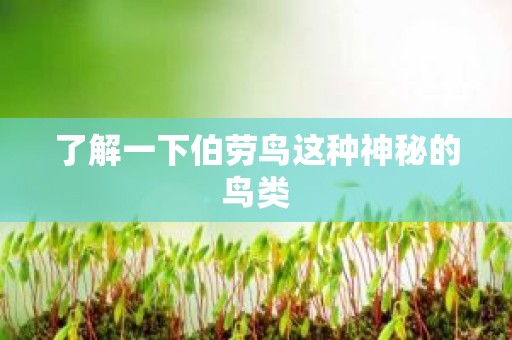 了解一下伯劳鸟这种神秘的鸟类