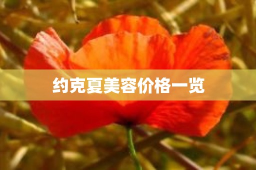 约克夏美容价格一览