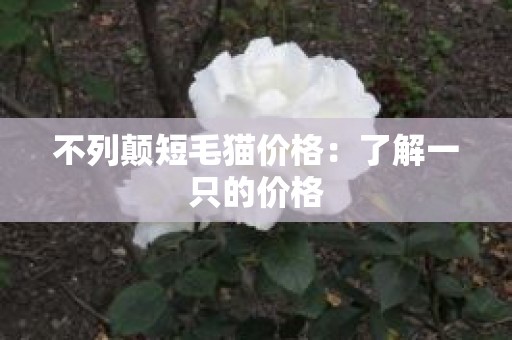 不列颠短毛猫价格：了解一只的价格