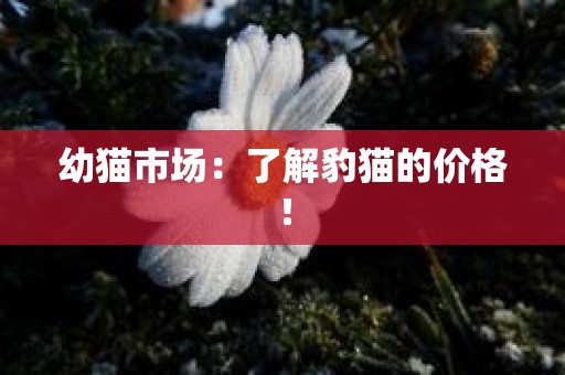 幼猫市场：了解豹猫的价格！