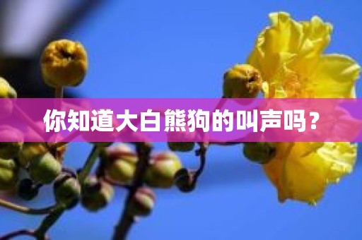 你知道大白熊狗的叫声吗？