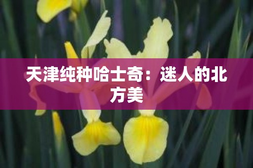 天津纯种哈士奇：迷人的北方美