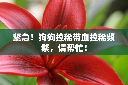 紧急！狗狗拉稀带血拉稀频繁，请帮忙！