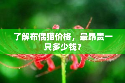 了解布偶猫价格，最昂贵一只多少钱？