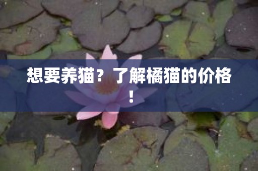 想要养猫？了解橘猫的价格！