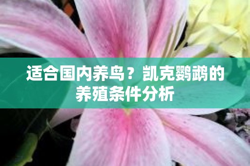 适合国内养鸟？凯克鹦鹉的养殖条件分析