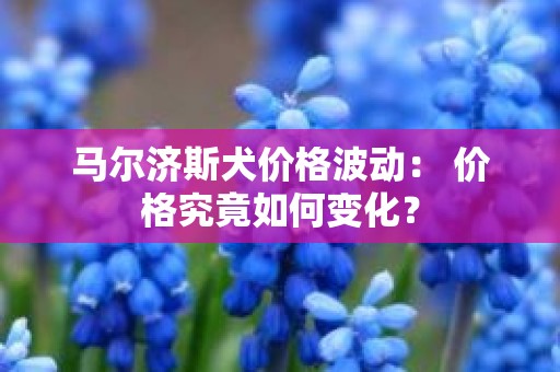 马尔济斯犬价格波动： 价格究竟如何变化？