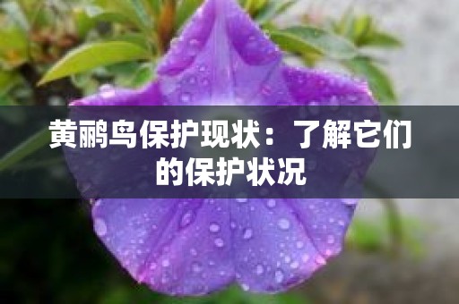 黄鹂鸟保护现状：了解它们的保护状况