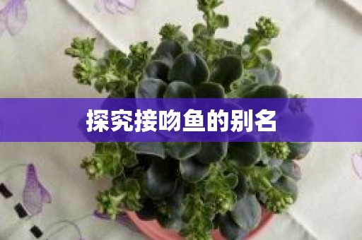 探究接吻鱼的别名