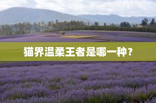 猫界温柔王者是哪一种？