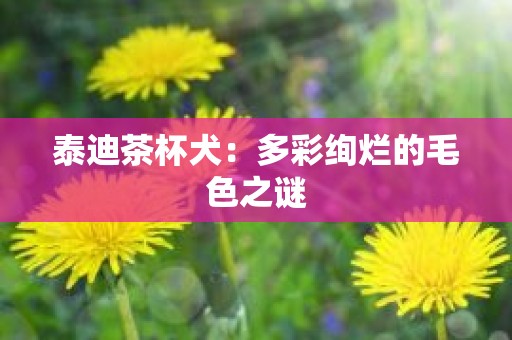 泰迪茶杯犬：多彩绚烂的毛色之谜