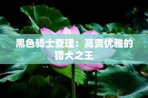 黑色骑士查理：高贵优雅的猎犬之王