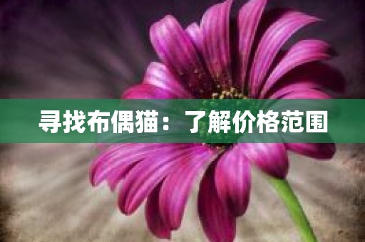 寻找布偶猫：了解价格范围