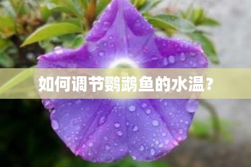 如何调节鹦鹉鱼的水温？