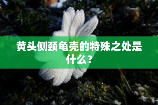 黄头侧颈龟壳的特殊之处是什么？