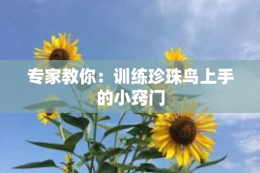 专家教你：训练珍珠鸟上手的小窍门